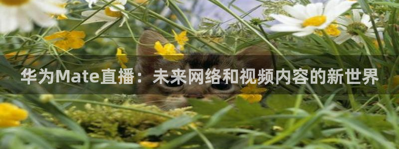 柠檬足球现场直播